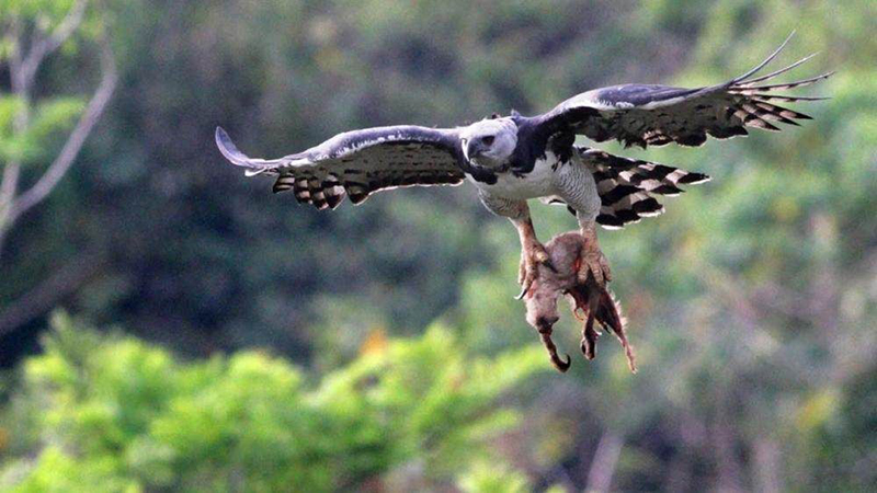 Harpie proie